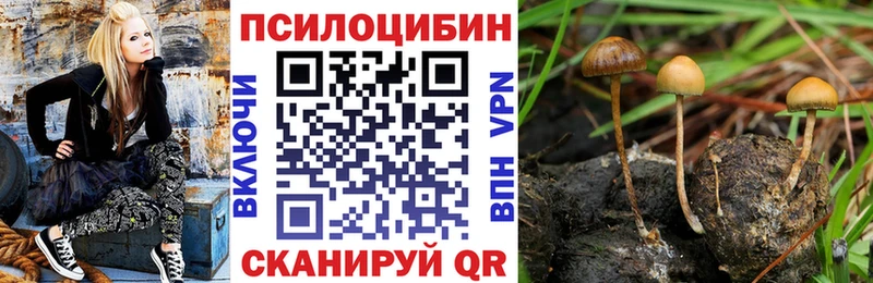 гидра ссылка  Куровское  Псилоцибиновые грибы мухоморы  купить наркотик 